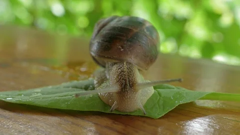 Snail Crawling Outdoors At Spring Stock Footage 90535084
