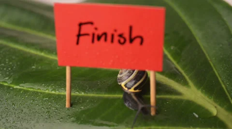 Snail crawling over finish line 스톡 동영상 39808975