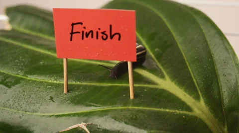 Snail crawling over finish line 스톡 동영상 39809094