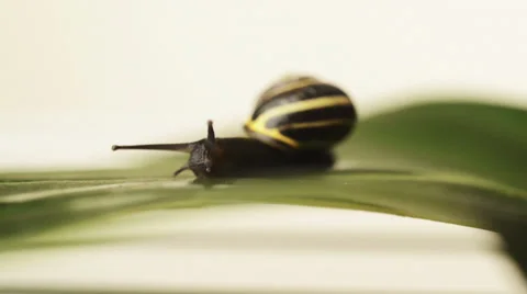 Snail crawling over finish line 스톡 동영상 39809127