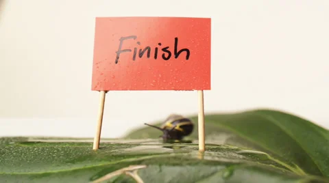 Snail crawling over finish line 스톡 동영상 39809210