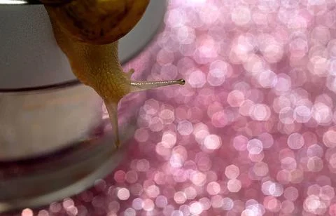 Snail crawling over a jar of face cream. Stock Photos