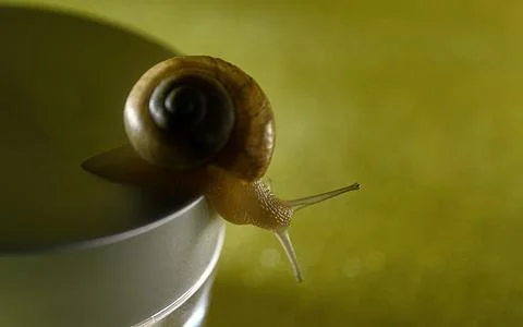 Snail crawling over a jar of face cream. Stock Photos