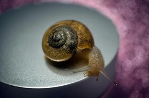 Snail crawling over a jar of face cream. Stock Photos