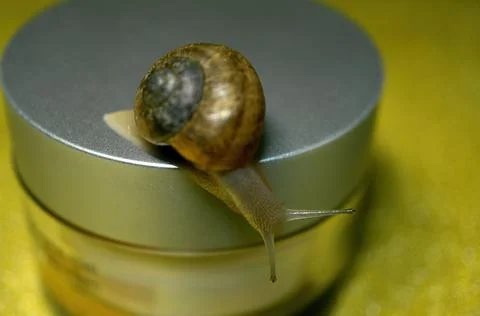 Snail crawling over a jar of face cream. Stock Photos