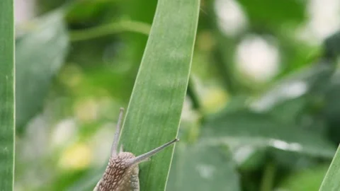 The snail is crawling over a long green leaf. Stock Footage 166832177