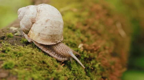 Snail crawling over moss Video stock 61854848