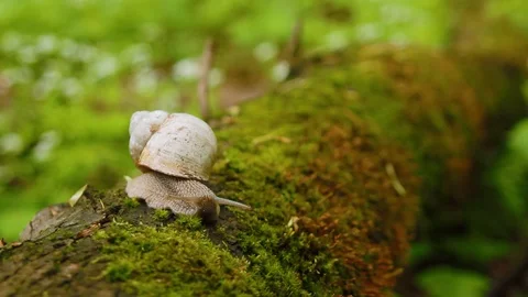 Snail crawling over moss in the forest. Stockbeeldmateriaal 87138660