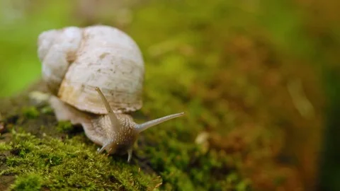 Snail crawling over moss in the forest. Stock Footage 87138673