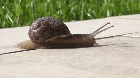 Snail crawling over terrace Stock Footage 38088726