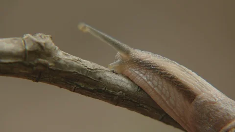Snail crawling over the tree Stock Footage 121086586