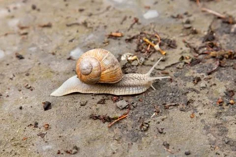 Snail crawling Stock Photos