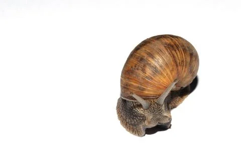 Snail crawling Stock Photos