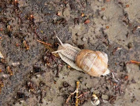 Snail crawling Stock Photos