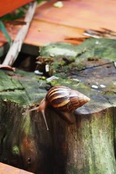 Snail crawling Foto stock
