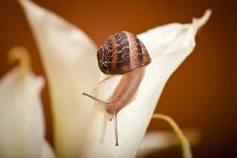Snail crawling Stock Photos