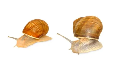 Snail crawling Fotos de archivo