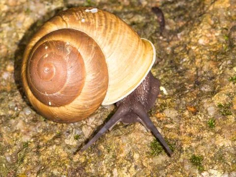 Snail crawling Stock Photos