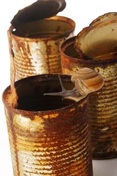 Snail crawling Stock Photos