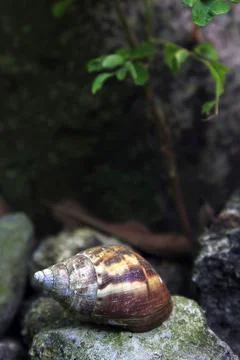 Snail crawling Foto stock