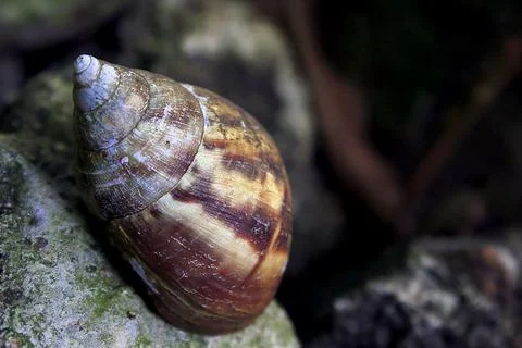 Snail crawling Stock Photos