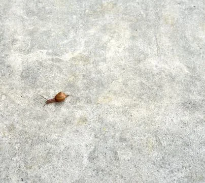 Snail crawling Stock Photos