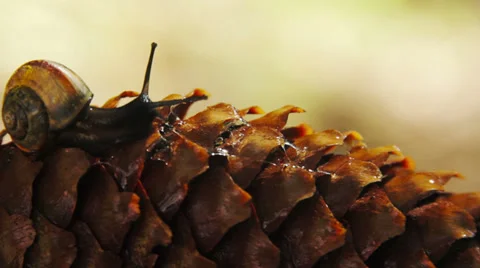 Snail crawling on a pinecone Stock-Footage 39200858