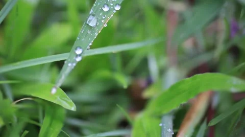 Snail crawling on plant with rain and green blurred background. HD. 1920x1080 Stock Footage 44130664