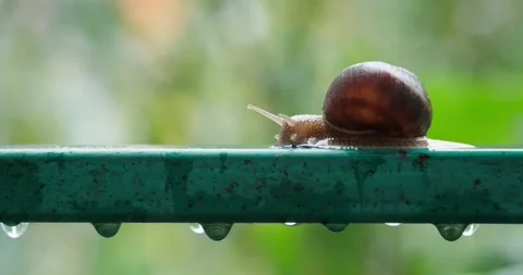 Snail crawling on the railing Stock Footage 140235308