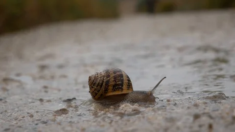 Snail crawling in the rain Video stock 112713665