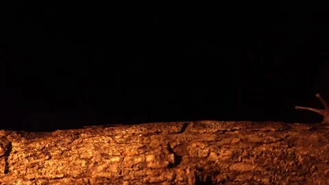 Snail crawling from right to left on tree branch at night 库存影片 273677653