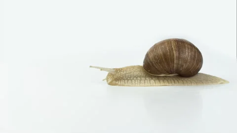 Snail crawling from right to left. White background Video stock 91144977