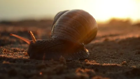 Snail crawling on the river sand in the sunset Stock Footage 90196589