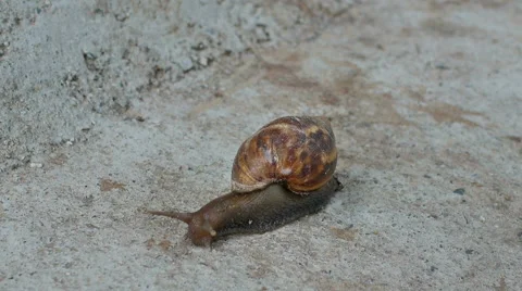 Snail crawling on the road Stock Footage 51124249