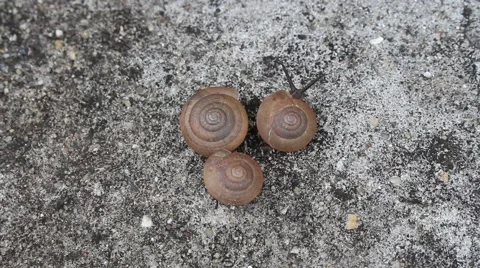 Snail crawling on the road Stock Footage 56081464