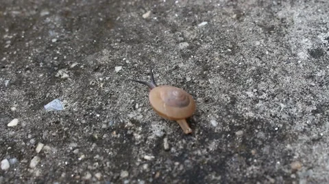 Snail crawling on the road Stock Footage 56081474