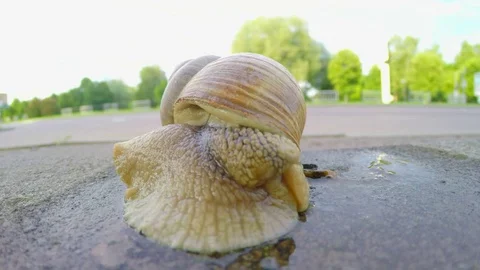 Snail crawling on the road Stock Footage 70553862