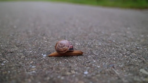 Snail crawling on the road Stock Footage 168257994