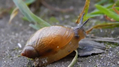 Snail crawling on the road leaving a trail Stock Footage 69175238