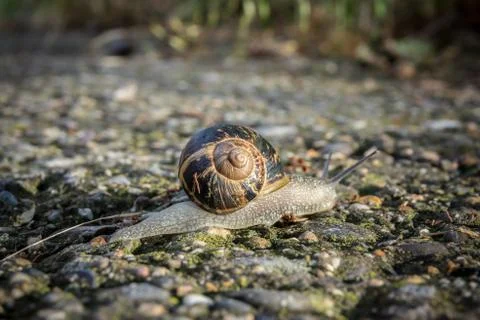 Snail crawling on the road Foto stock
