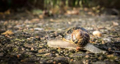 Snail crawling on the road Stock Photos