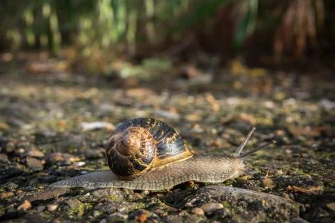 Snail crawling on the road Stock Photos