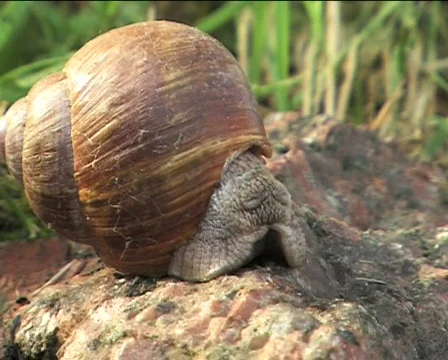 Snail crawling on the rock 01 Video stock 82707