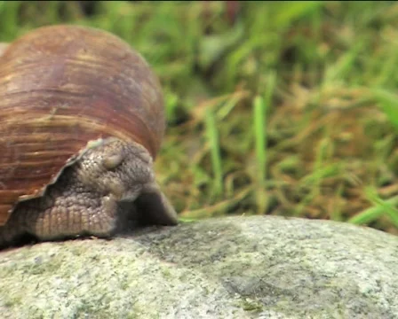 Snail crawling on the rock 02 Video stock 82718