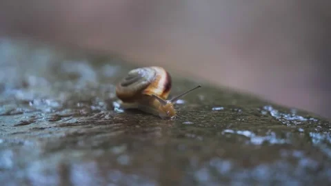 Snail crawling on a rock in the rain 4K real shot Stockbeeldmateriaal 304017075