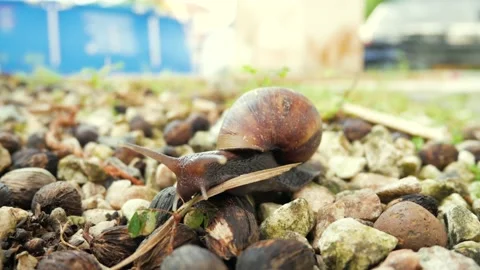 Snail crawling on rocks Stock Footage 168388593