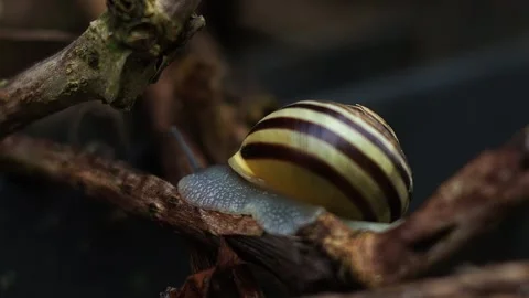 Snail crawling on rotten branch. Soft macro. Side view Stock-Footage 131487802