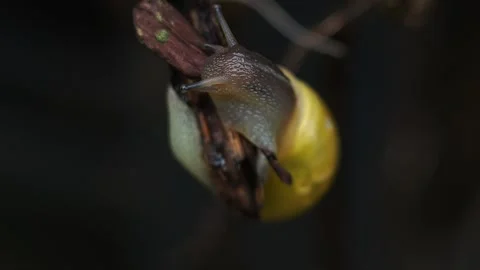 Snail crawling on rotten branch. Soft macro. Top view Stock Footage 131487874