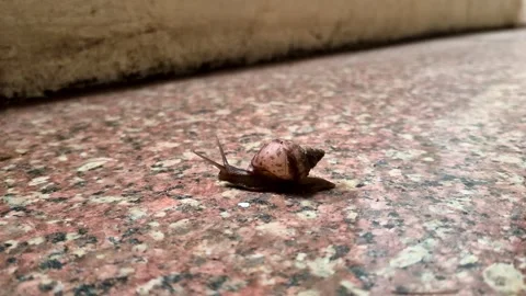 Snail Crawling on Rough Ground Close-Up Stock Footage 316162996