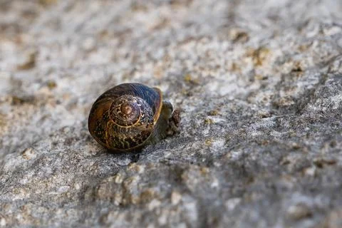 Snail crawling on rough stone surface. Stock Photos